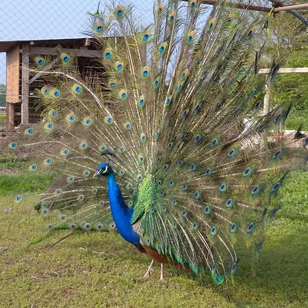Le Bleu Sallertaine